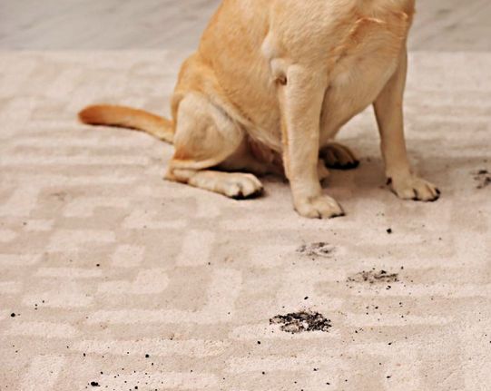 Лендинг Создание лендинга Carpet Сleaners