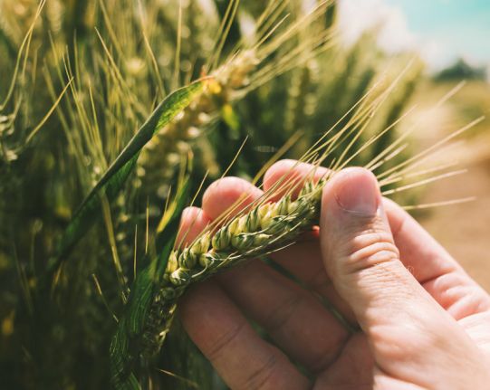 Сайт компанії Agrovivo